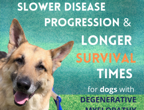 Laser therapy and rehab can add years to the lives of dogs affected by Degenerative Myelopathy