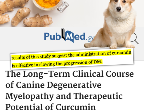 New Study Results Suggest this Supplement May Slow Degenerative Myelopathy