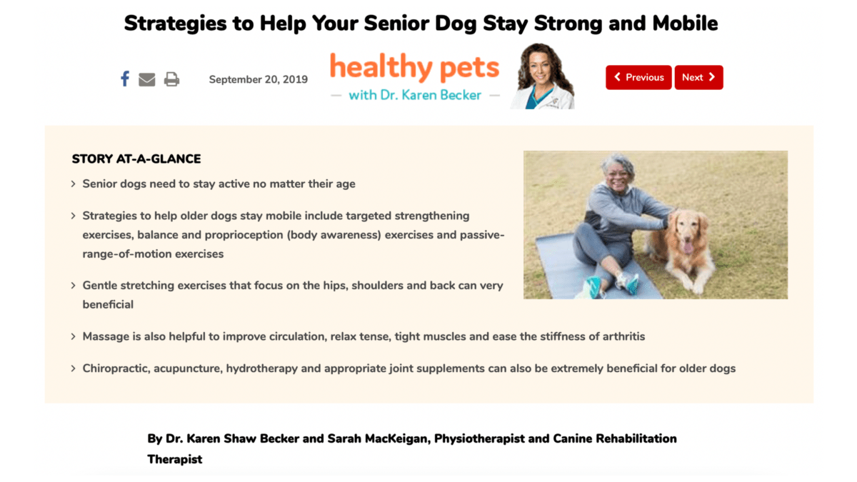 Strategies to Help Your Senior Dog Stay Strong and Mobile