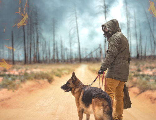 Keeping Your Pets Safe During a Wildfire