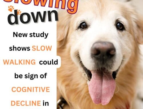 Is Your Dog Slowing Down?