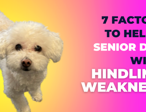 7 Factors to Help a Senior Dog with Hindlimb Weakness